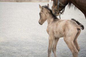 Best food for small breed puppies - key nutrients and feeding guidelines for healthy growth