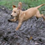 How to stop puppy jumping with effective training techniques - sit command and positive reinforcement