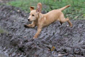 How to stop puppy jumping with effective training techniques - sit command and positive reinforcement