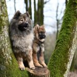 Puppy barking in crate - understanding the reasons and solutions for a calm puppy