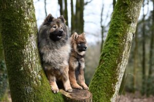 Puppy barking in crate - understanding the reasons and solutions for a calm puppy