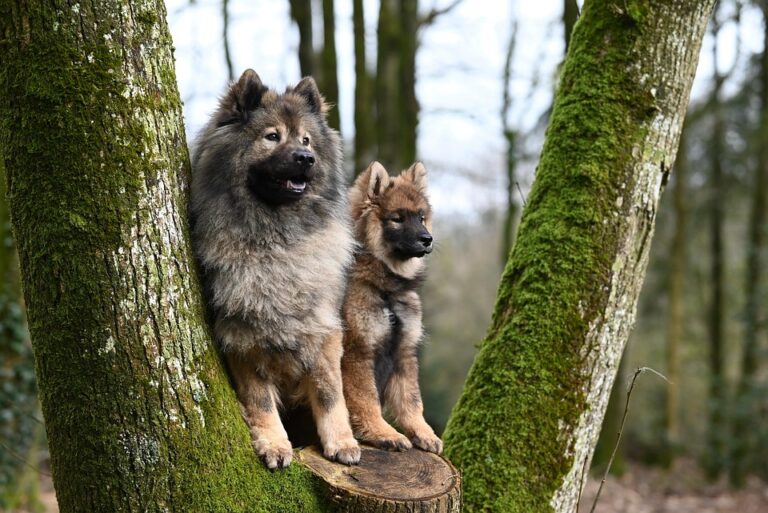 Puppy barking in crate - understanding the reasons and solutions for a calm puppy