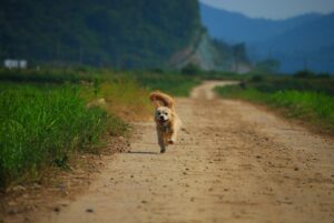 Puppy obedience timeline - a guide to training your new companion from weeks 1 to 12 months