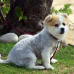 How to teach your puppy its name effectively | EpicDogLife.com