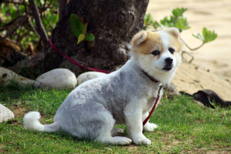 How to teach your puppy its name effectively | EpicDogLife.com
